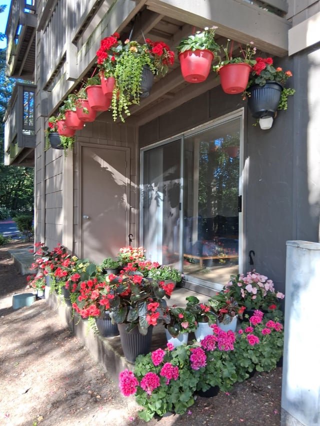 Local Bellevue resident trialing a new business delivering these colorful plants to your patio. Is anybody interested?