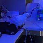 SLU Wedding released doves last night