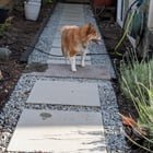 missing dog Phinney Ridge/Greenwood