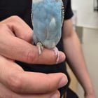 Lost blue budgie found in Renton! Looking for owner