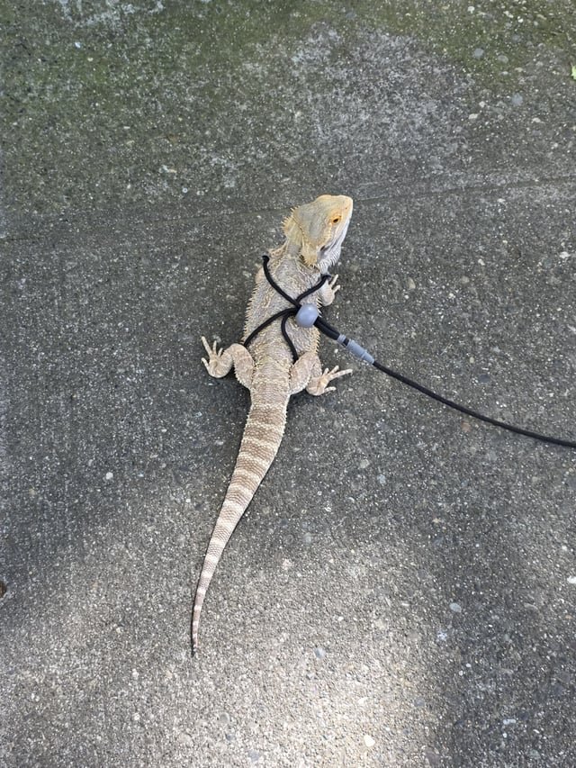 Chewy the Bearded Dragon! 🦎 Perfect End to a Really Nice Sunny Day ☀️✨️