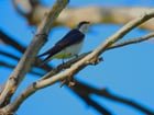 Some of the coolest birds we have. Tree Swallows and some Violet-Green Swallows.