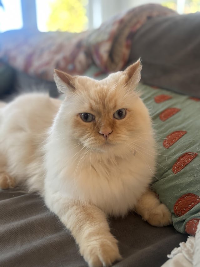 Lost Cat West Seattle- Gatewood