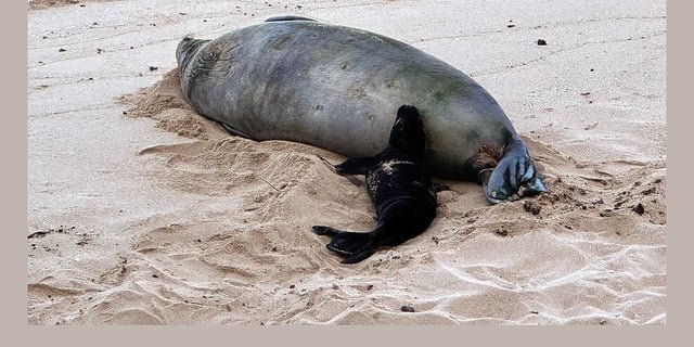 Seattle Man Throws Rock at Endangered Hawaiian Seal
