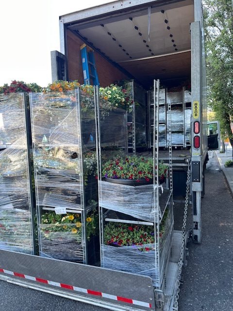 HAPPENING NOW: West Seattle Junction Association’s 2026 flower baskets are going up!