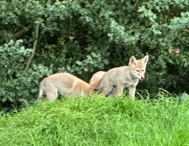 VIDEO, PHOTOS: Coyote pups at West Seattle Golf Course