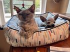 Lost Cat in Delridge