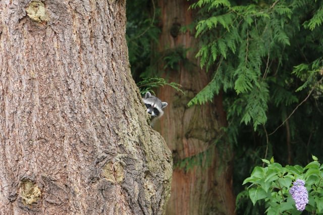 Peeping Tom Neighbor