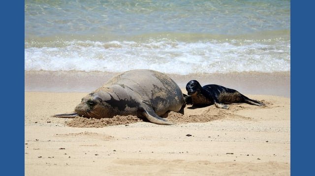 Seattle man investigated after viral video appears to show object thrown at monk seal in Maui