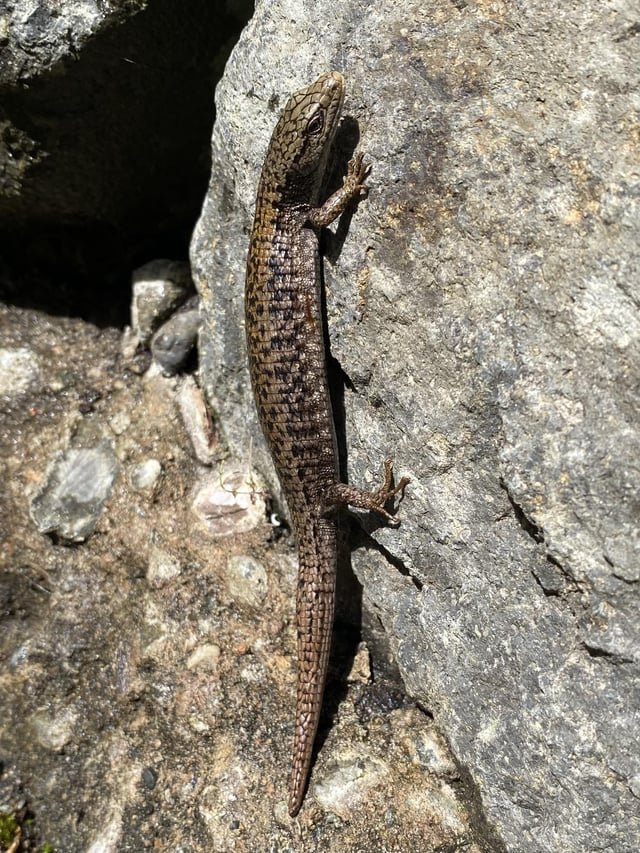 My friend saw a Lizard, now I’m on the hunt for Lizzies