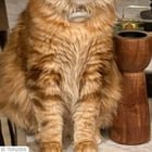 Cat escaped near discovery park