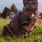 Lost Cat: Please Help
