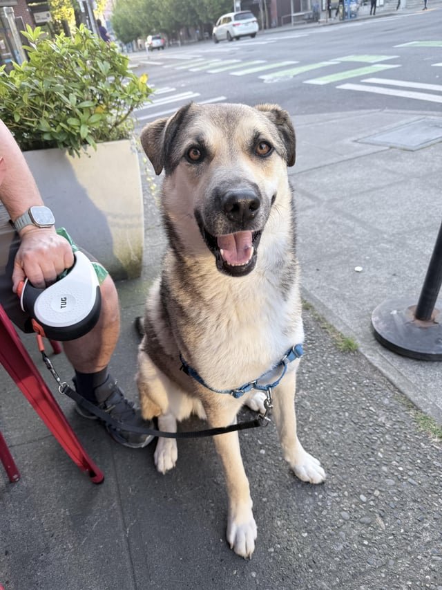 Dog found 65th + 12th Roosevelt / Ravenna
