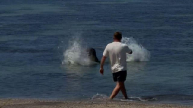 ‘He thought he was helping:’ Defense in monk seal case