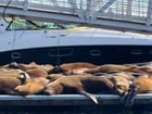 5/26/26 Sea Lions and Superyachts