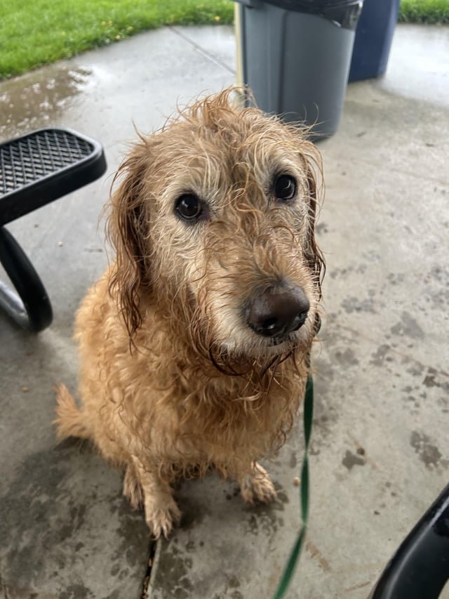 Lost dog last seen around Swedish cherry hill hospital
