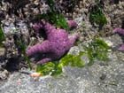 Another low tide post from Constellation Park today