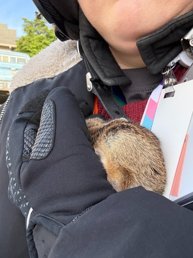 I-99 Bunny Rescue this AM