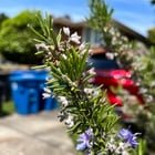 Flowers of Seattle Spring 2026