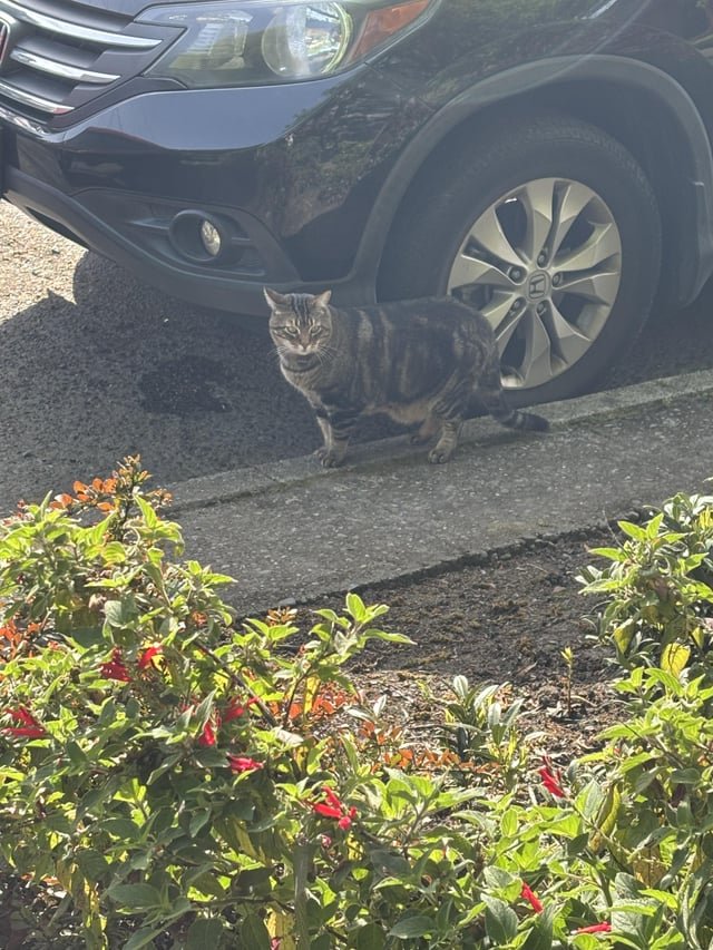 To the person who put up lost cat fliers in Eastlake