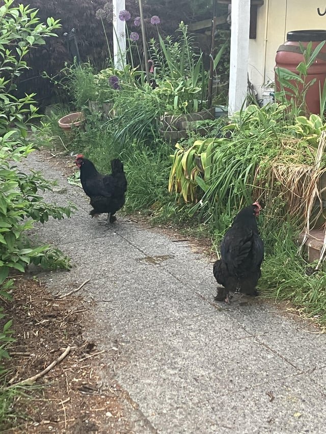 Anyone lost some chickens?