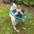 Missing Blind Pug in the Seattle University Area