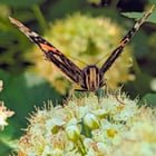 Red admiral butterfly on native Pacific ninebark shrub in West Seattle (Lincoln Park)