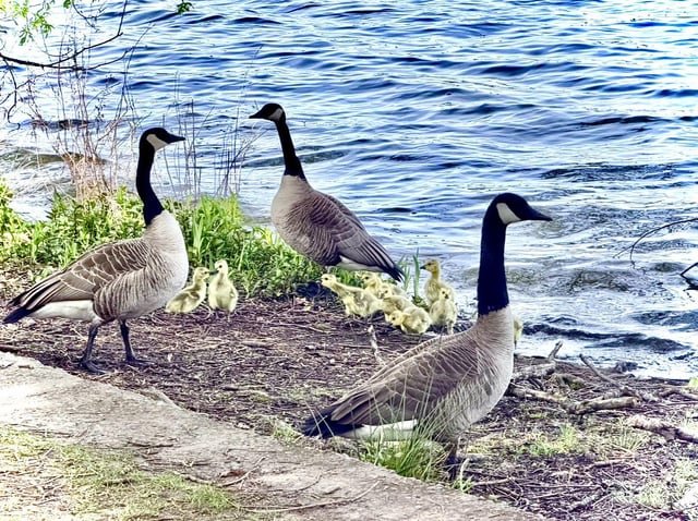Green Lake Goslings being raised by a throuple🤗