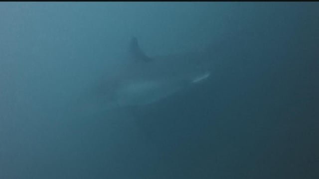 Mature female great white shark tracked in Pacific Northwest waters