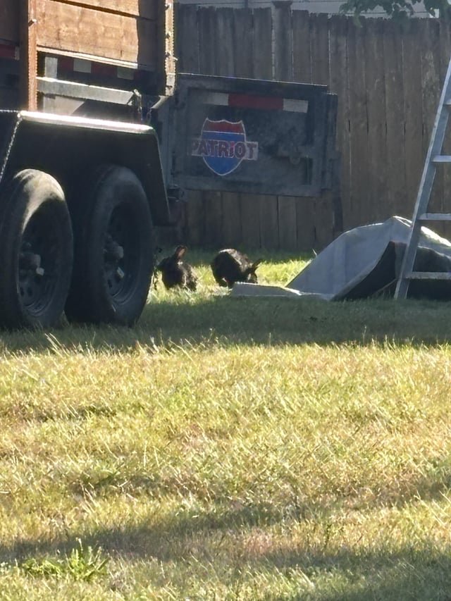 two black bunnies on the corner of 220th st. S.W. and 56th ave. W.