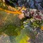 Tidepooling @ Constellation Park