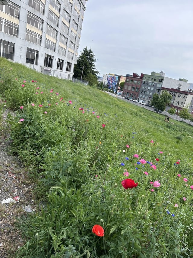 wild flowers