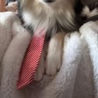 moving to bellevue with dog! tips?