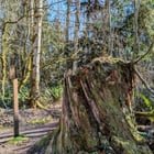 PNW Vortex Locations – Cougar Mountain