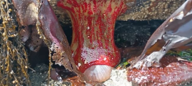 Mega-low tide, fundraiser for Cara, more for your West Seattle Tuesday