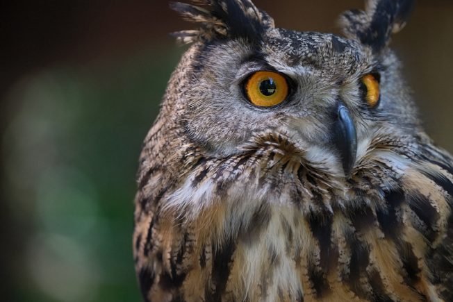 WEST SEATTLE WEEKEND SCENE: From birds to boots at Camp Long Mountain Fest 2026
