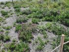 Native plants of Myrtle Edwards-Centennial Park