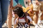 If your dog took part in the Dog Parade @ Fremont Fair today (6/21/26), here are some photos I took for fun.