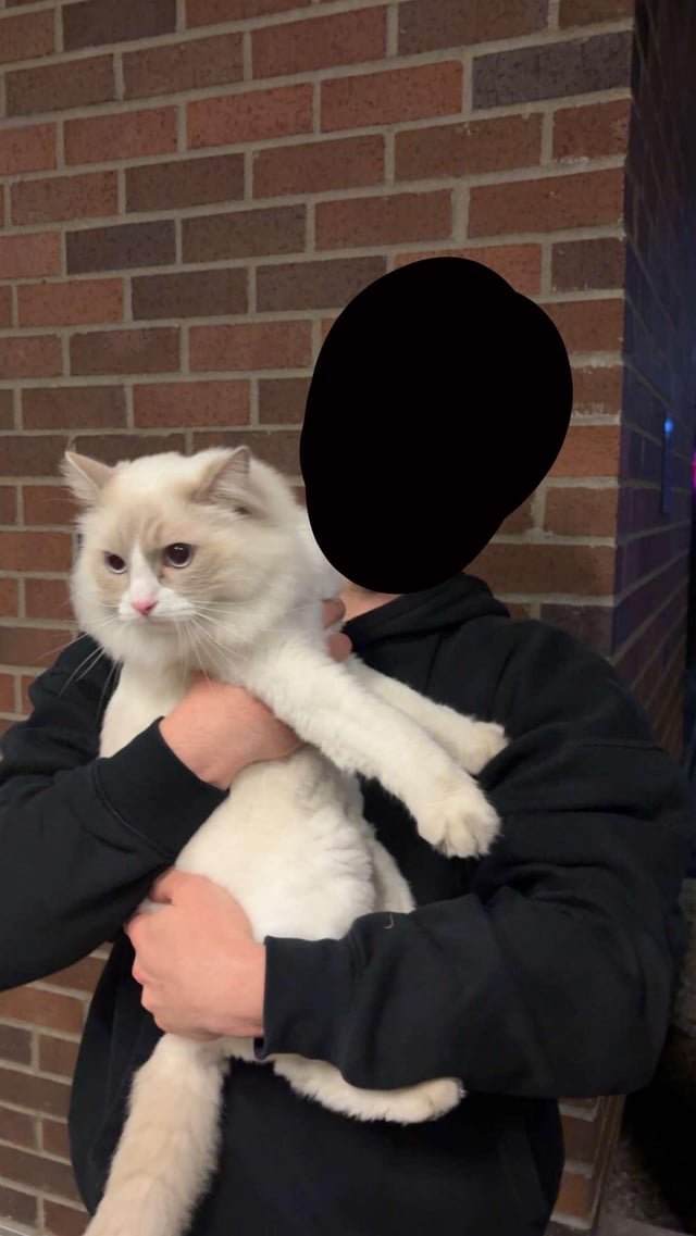 FOUND A CAT ON THE AVE