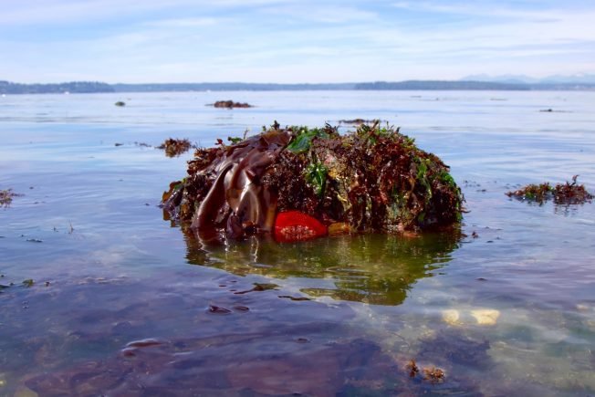 WEST SEATTLE WEATHER: Another record high. Cooldown still on track