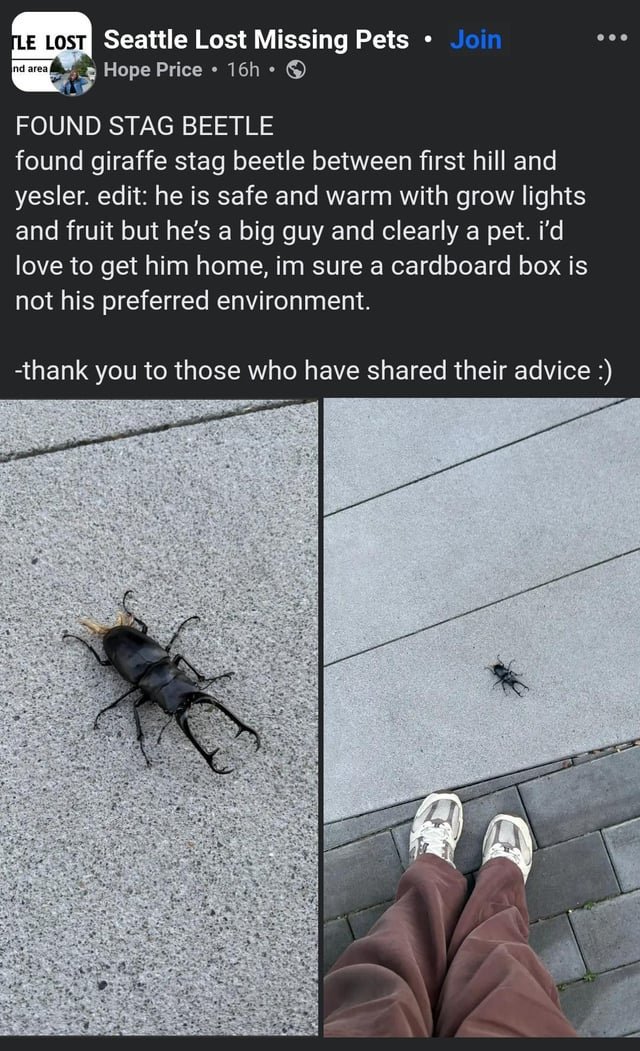 Keep your dogs on a leash. Even if they’re freaky looking.