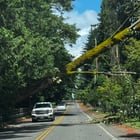 Tree down in Bellevue on 116th