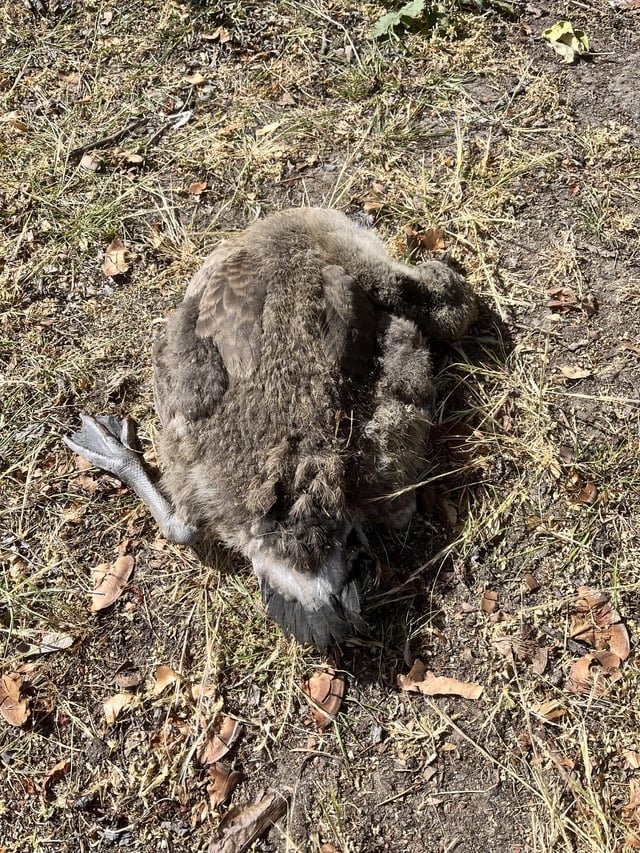 What to do with a hurt baby goose?