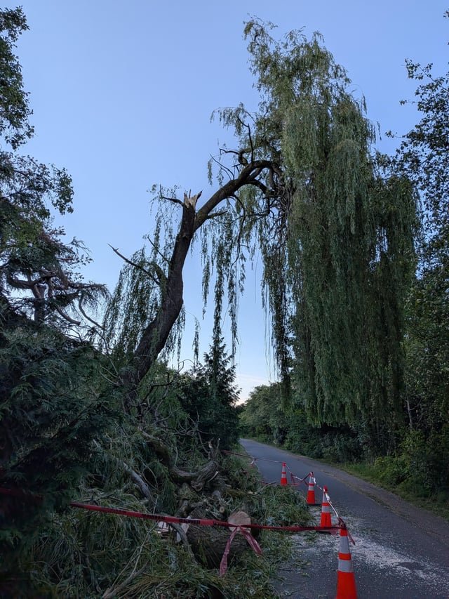 Poor Willow tree on Burke Gilman at NW 70th st.