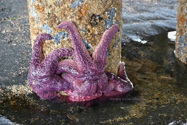 WEST SEATTLE BEACHES: Mega-low tides on the way