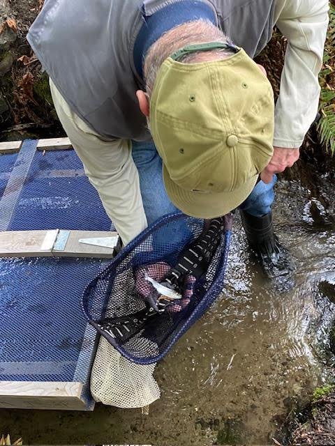 2026 coho-in-creeks spring season wraps for hundreds of students, assisted by volunteers handling ‘new challenges’