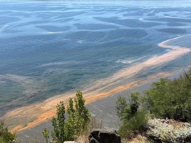 SEEN OFF WEST SEATTLE: Almost-annual algae bloom, resembling but NOT a spill