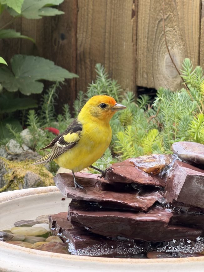 WEST SEATTLE BIRDS: Spring scenes