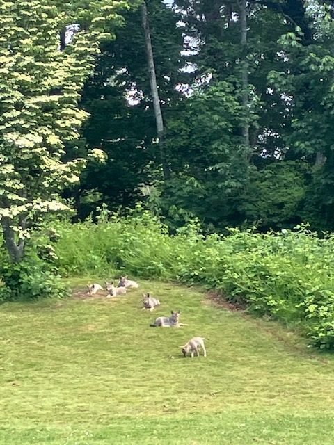 WEST SEATTLE COYOTES: Golf Course ‘family’