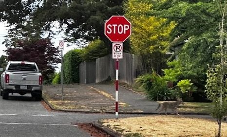 WEST. SEATTLE COYOTES: Three sightings